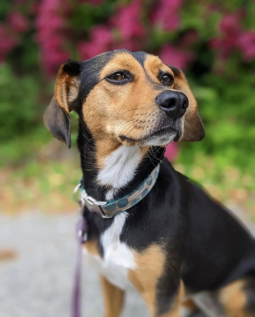 Small dog with a teal collar outdoors