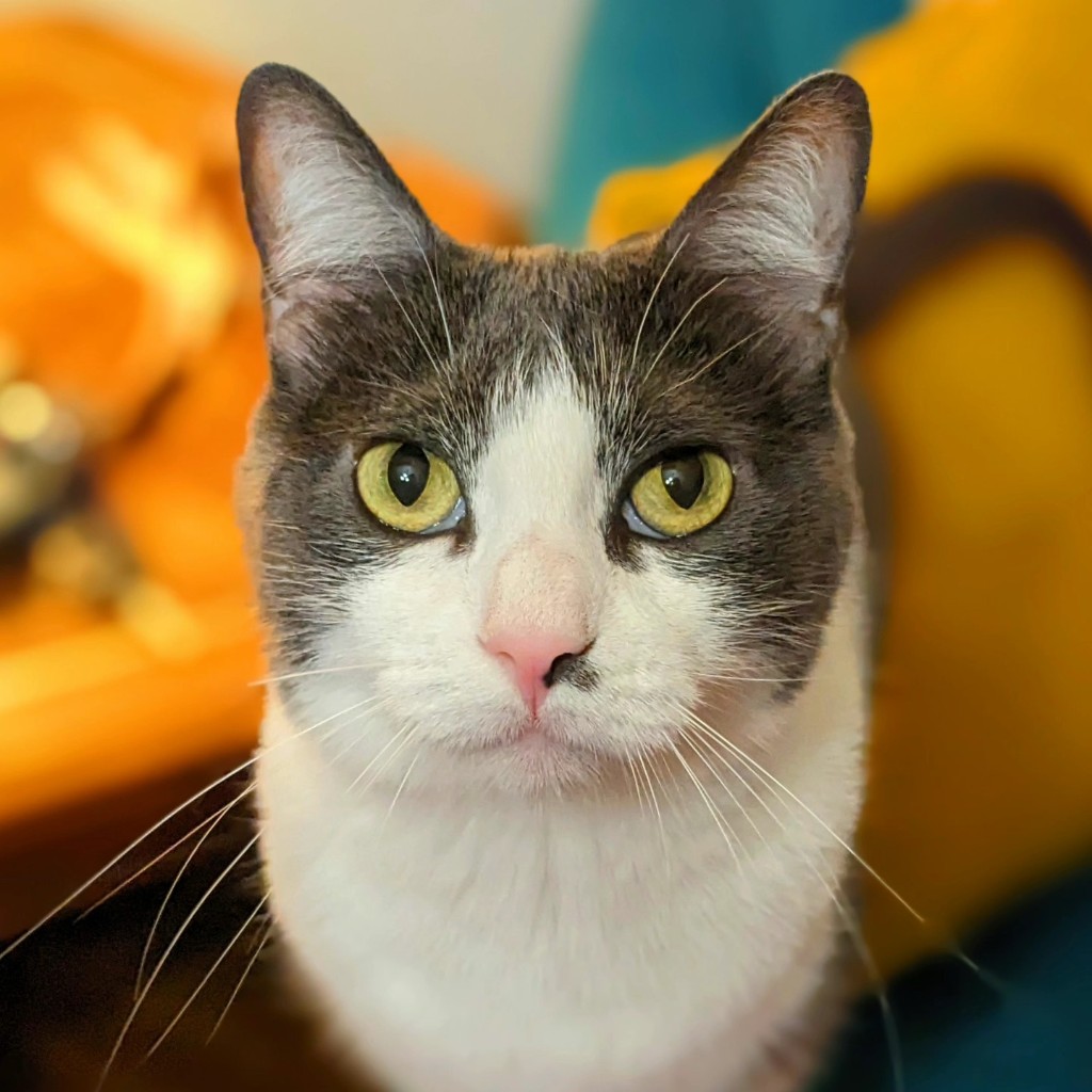 Gray and white cat looking at camera