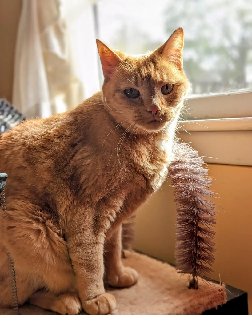 Orange cat sitting by a window in golden light