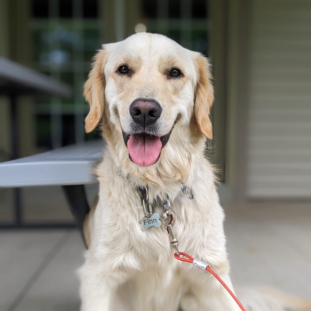 Golden retriever named Finn smiling