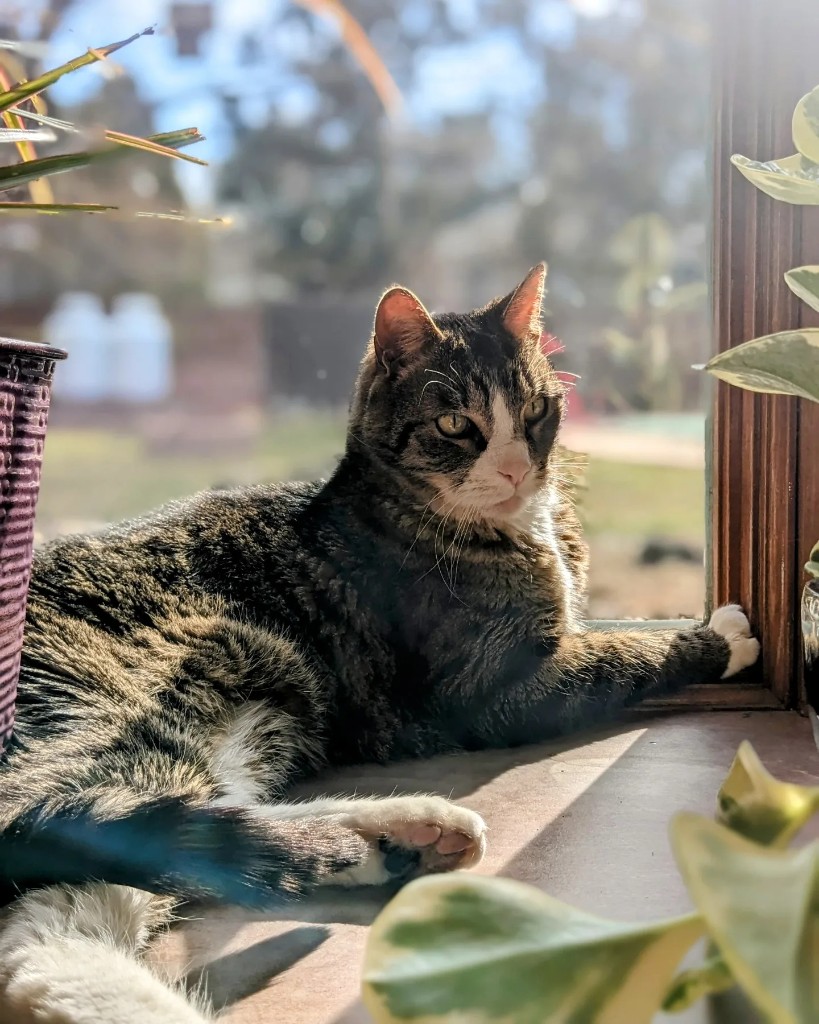 Tabby cat on a windowsill with plants