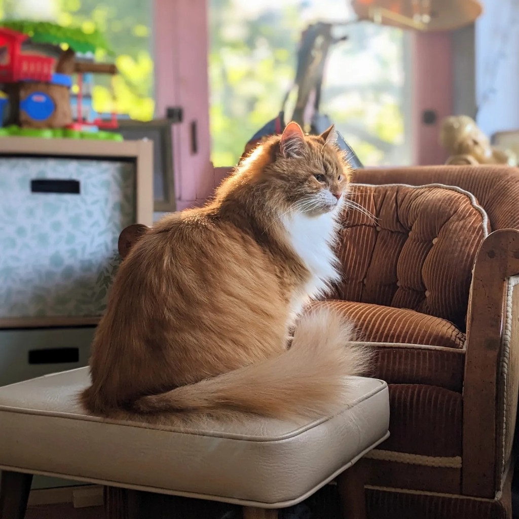 Fluffy cat sitting on a chair