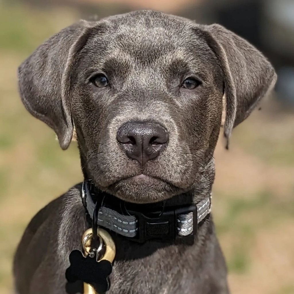 Gray lab puppy with a collar