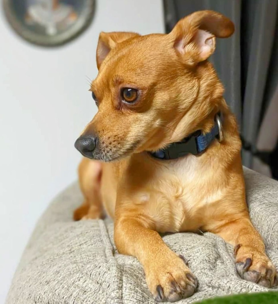 Small tan chihuahua on a couch