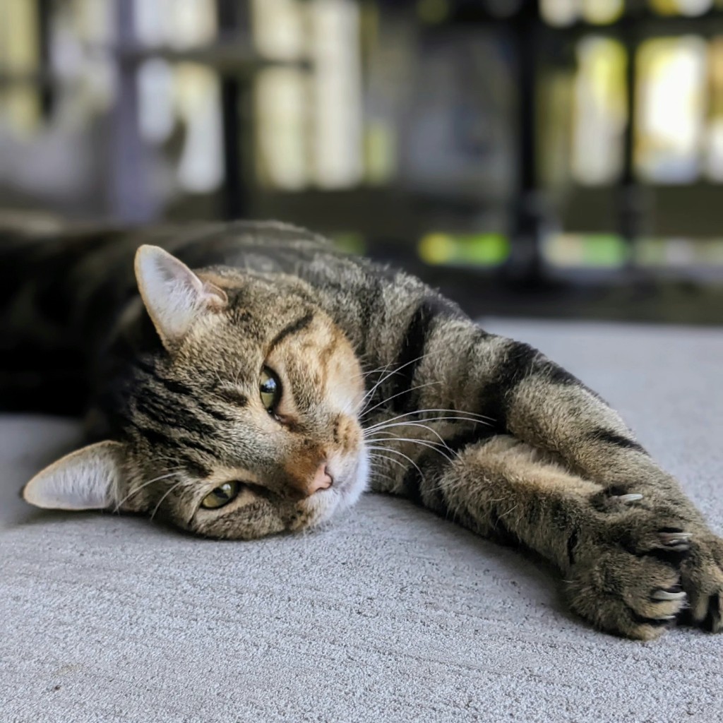Tabby cat lying on a couch