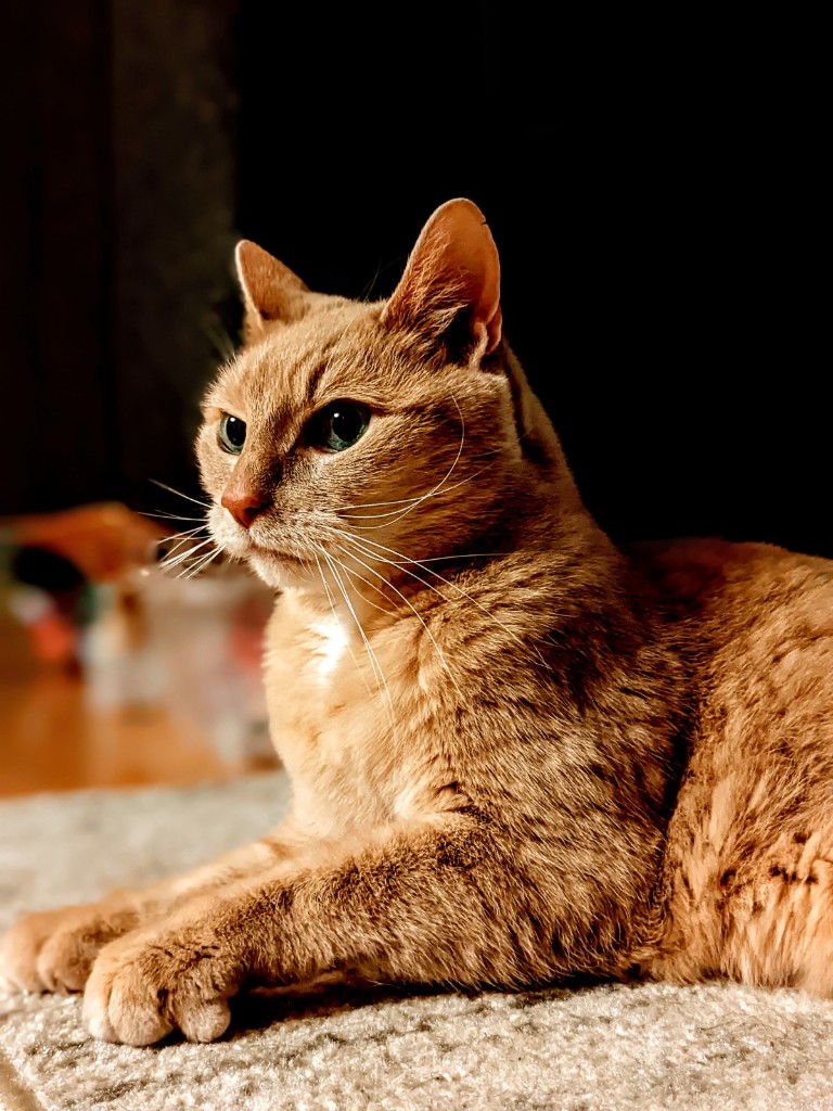 Orange cat in warm dark lighting