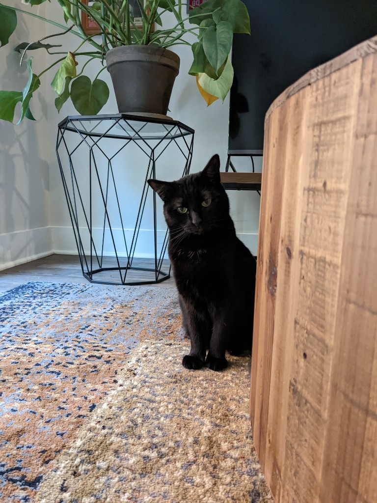 Black cat sitting on a rug