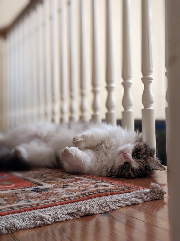 Fluffy cat rolling on the floor by stairs