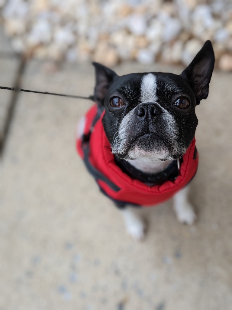 Boston terrier in a red coat