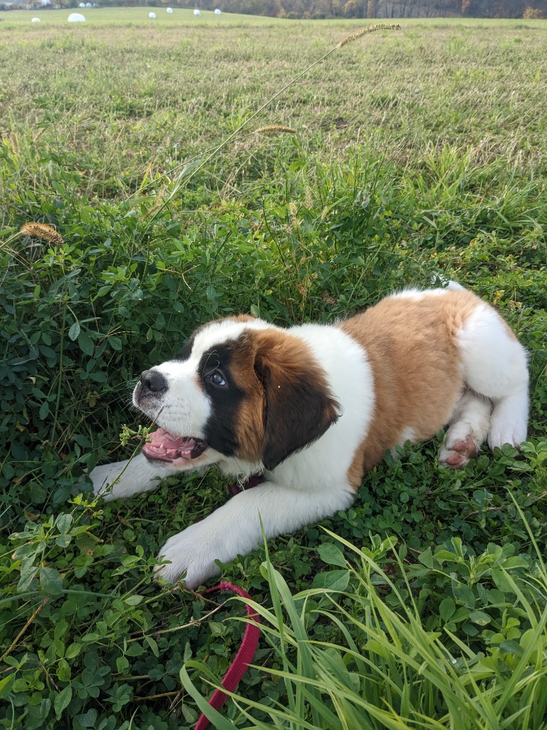 St. Bernard puppy lying in grass