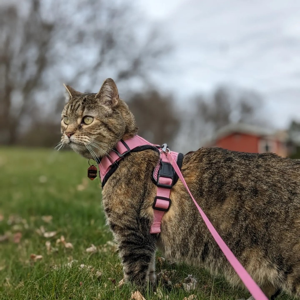 Tabby cat in a pink harness walking on grass