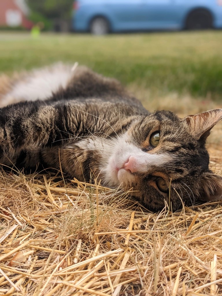 Tabby cat lying on grass