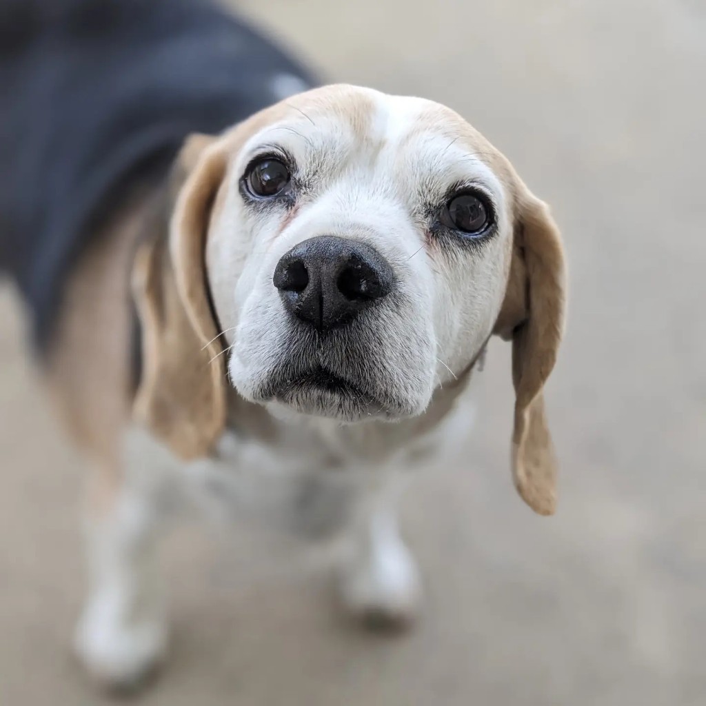 Beagle looking up at camera