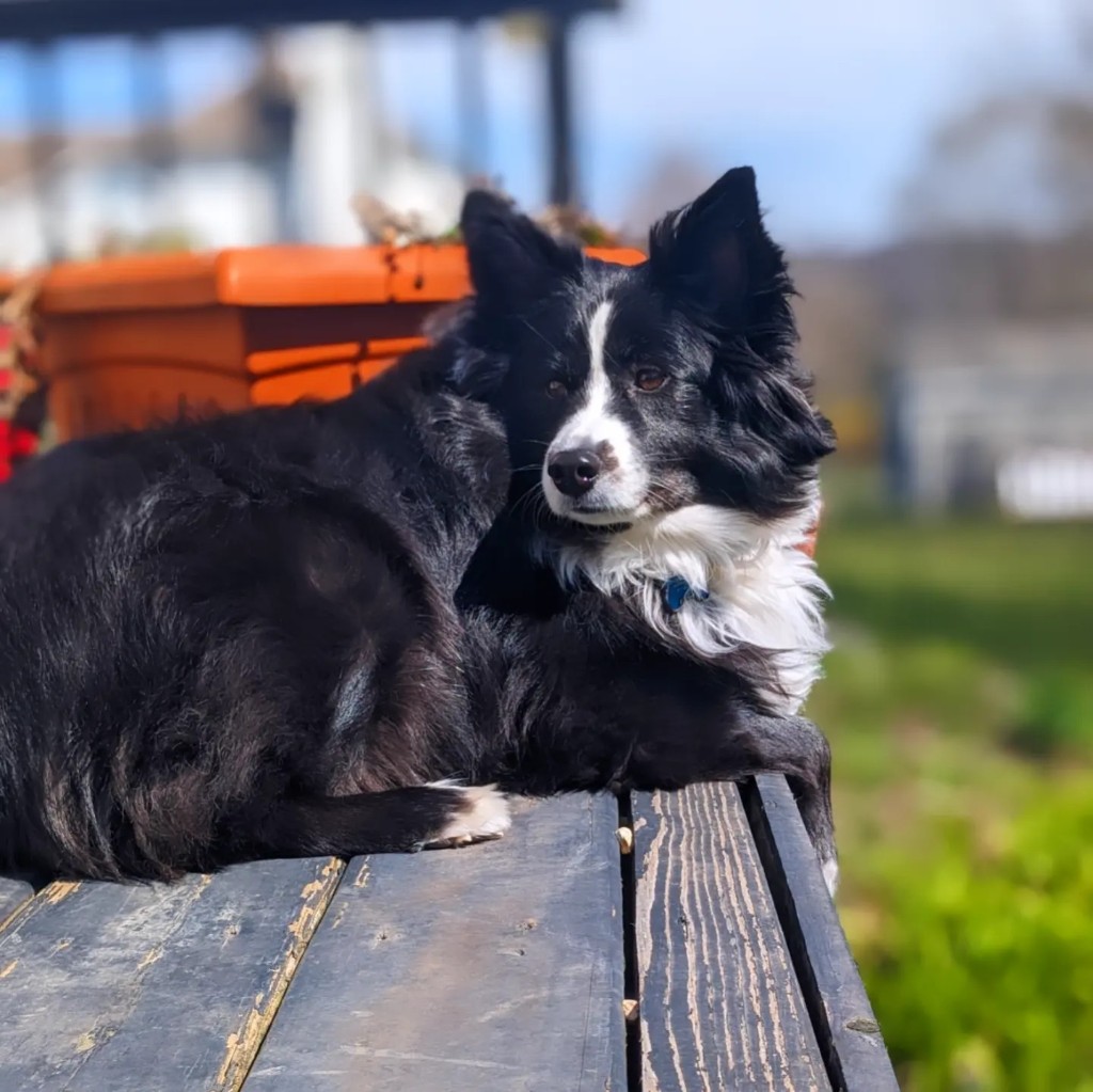 Border collie resting on a bench