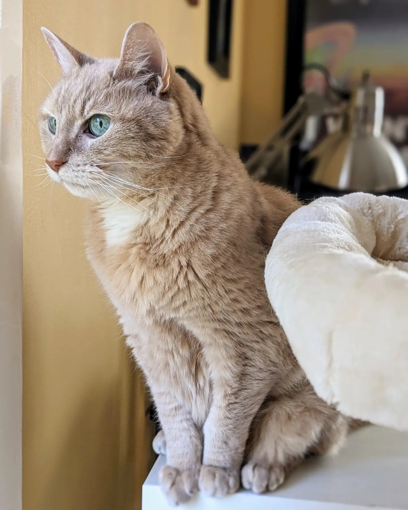 Orange cat with blue eyes sitting by a window
