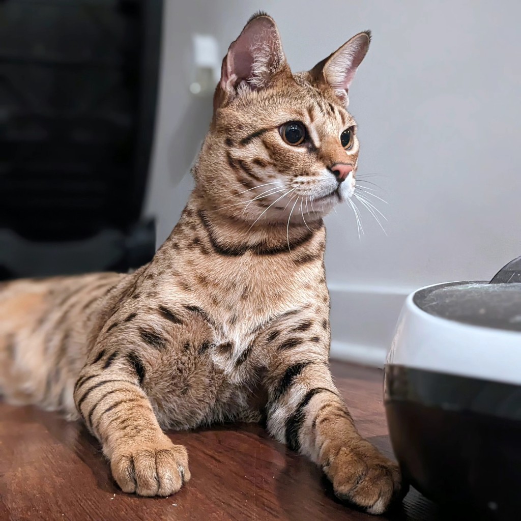 Bengal cat lying on a table