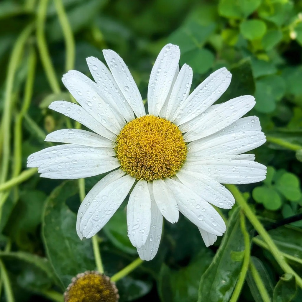Daisy with raindrops
