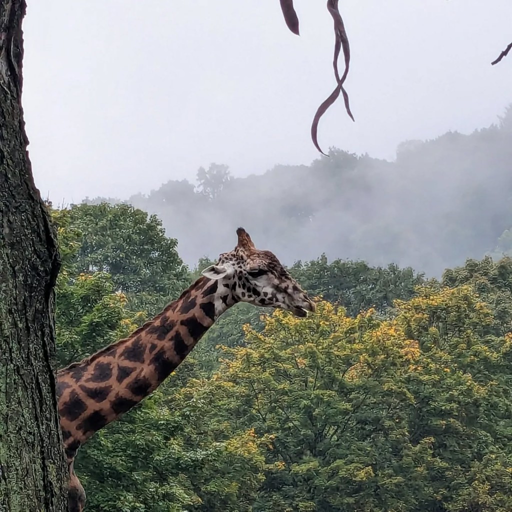 Giraffe in misty forest