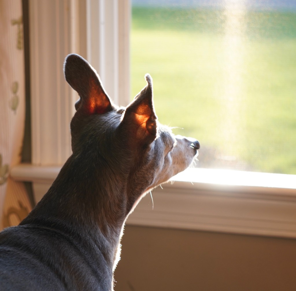 Dog at window