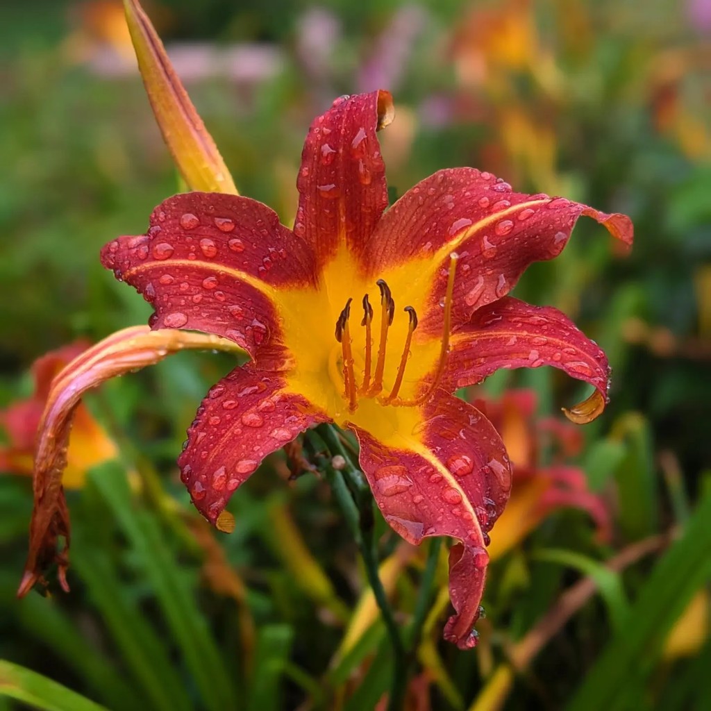 Lily flower in the rain